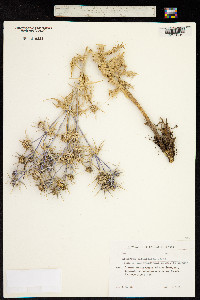 Image of Eryngium billardierei