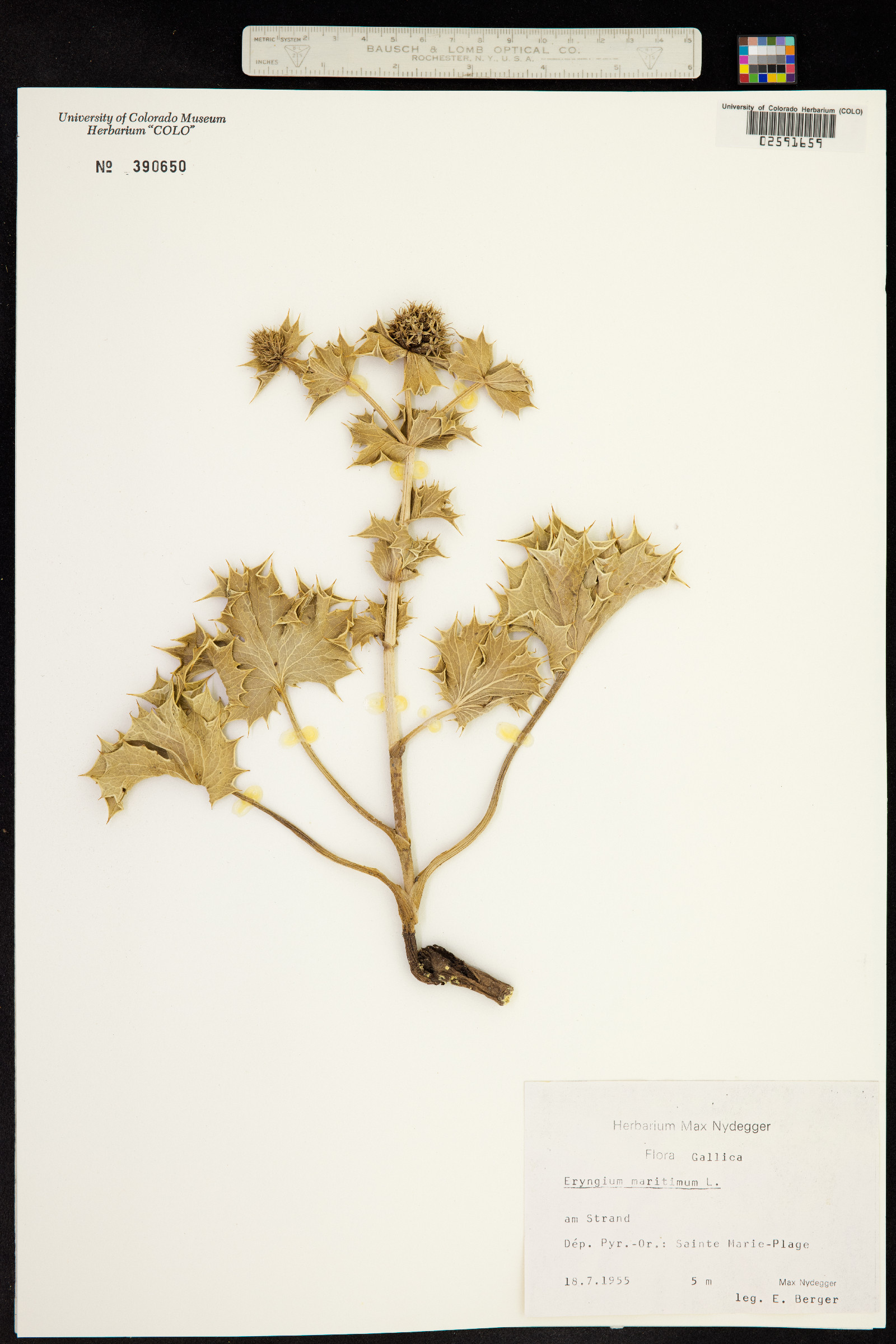 Eryngium maritimum image