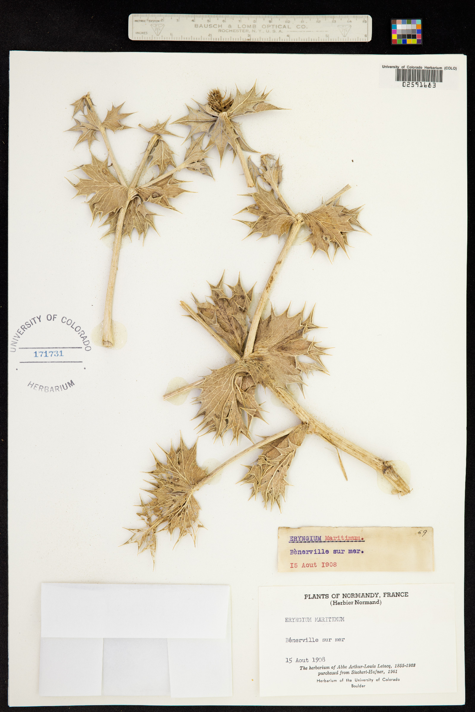 Eryngium maritimum image
