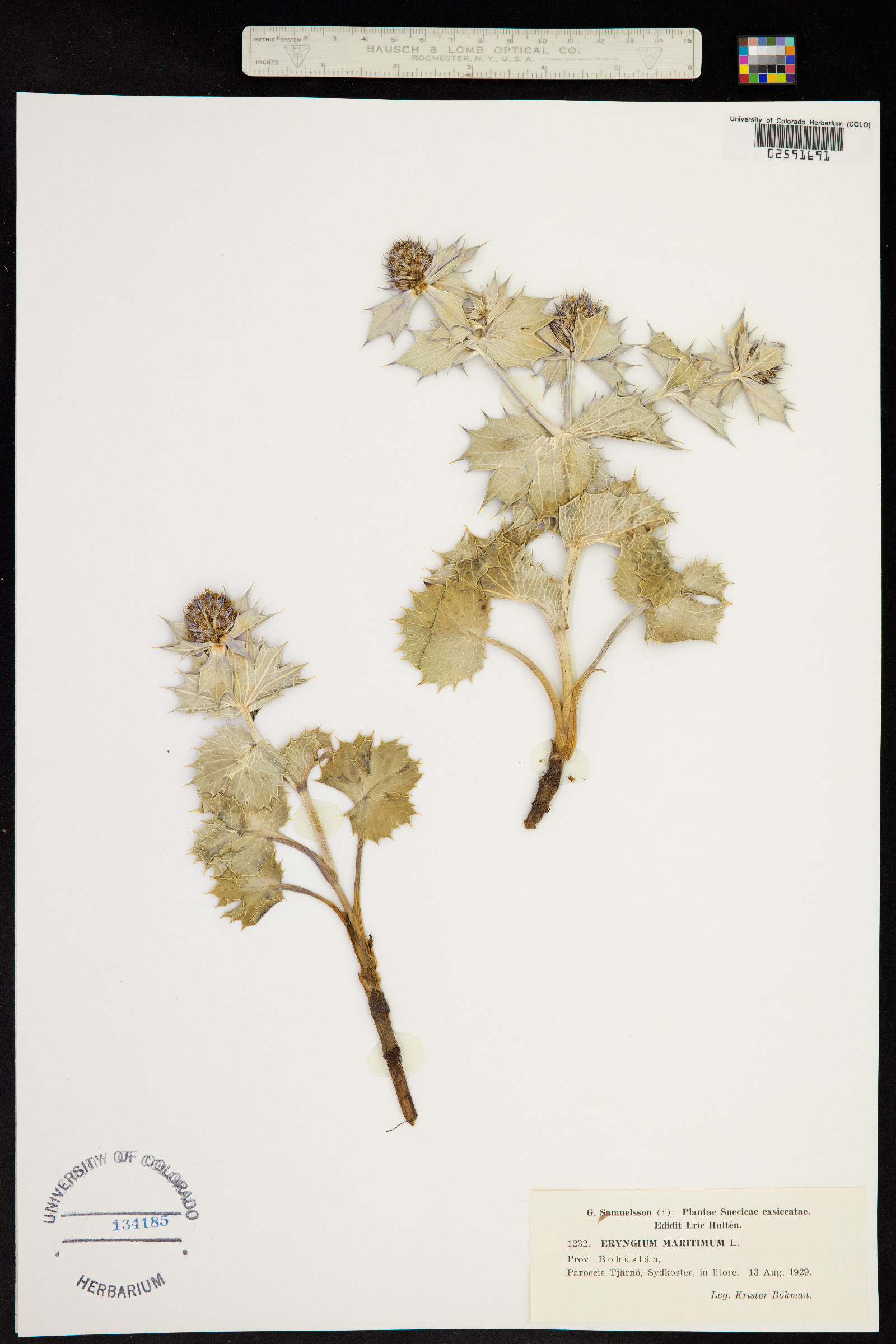 Apiaceae image