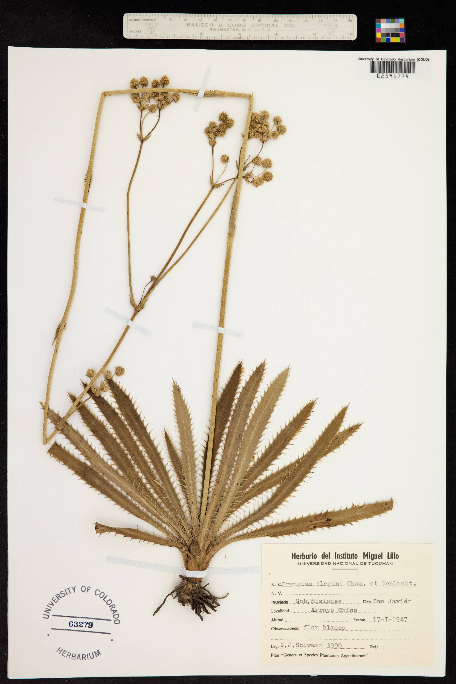 Eryngium elegans image