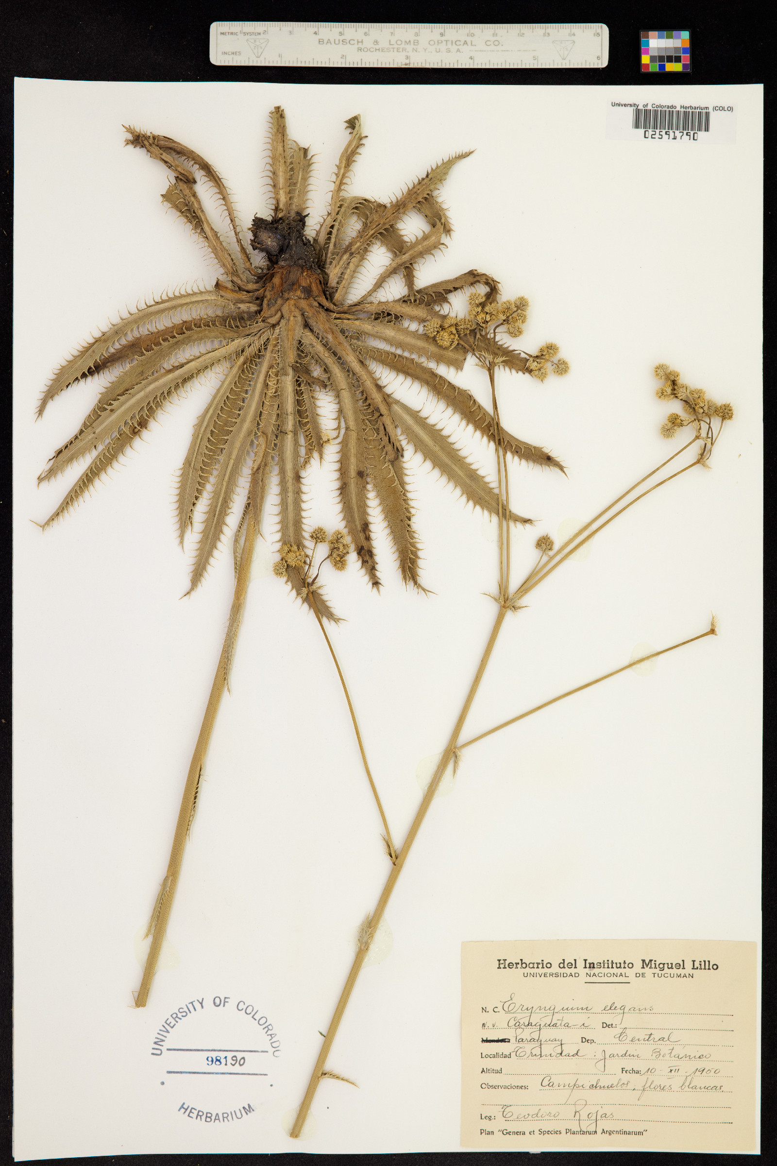 Eryngium elegans image