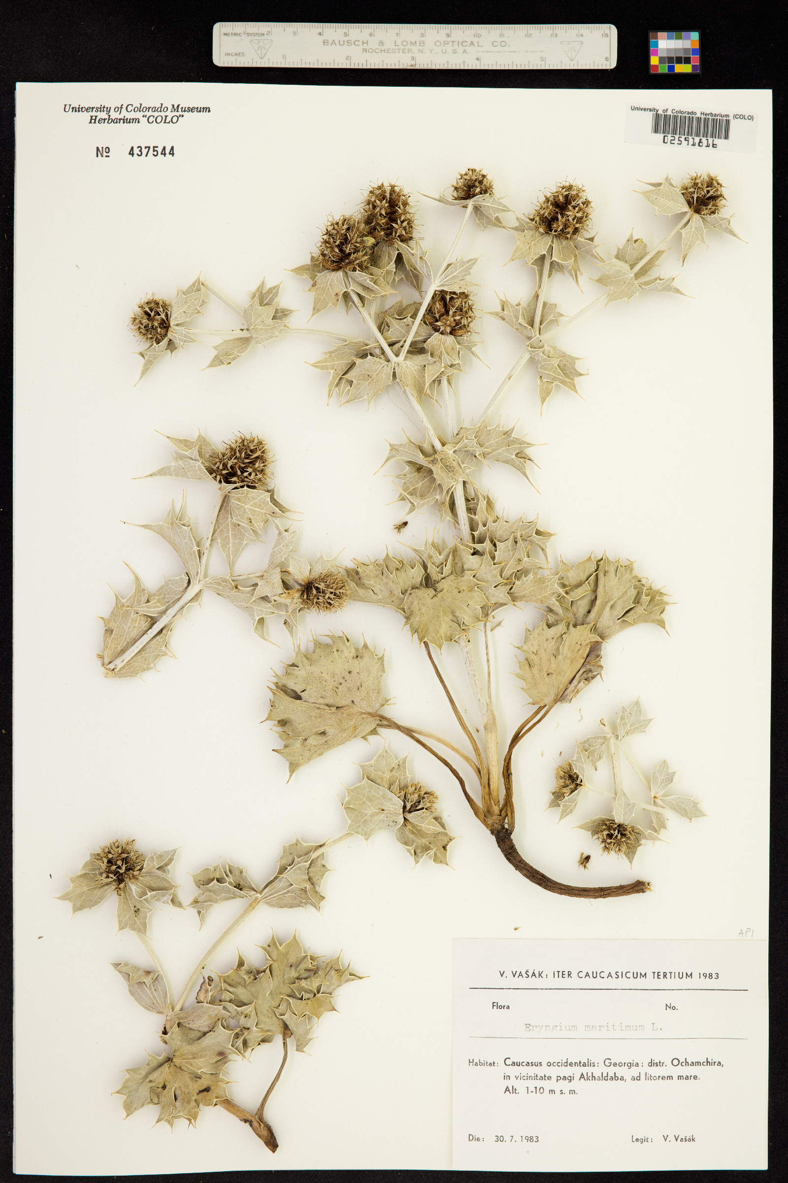 Eryngium maritimum image