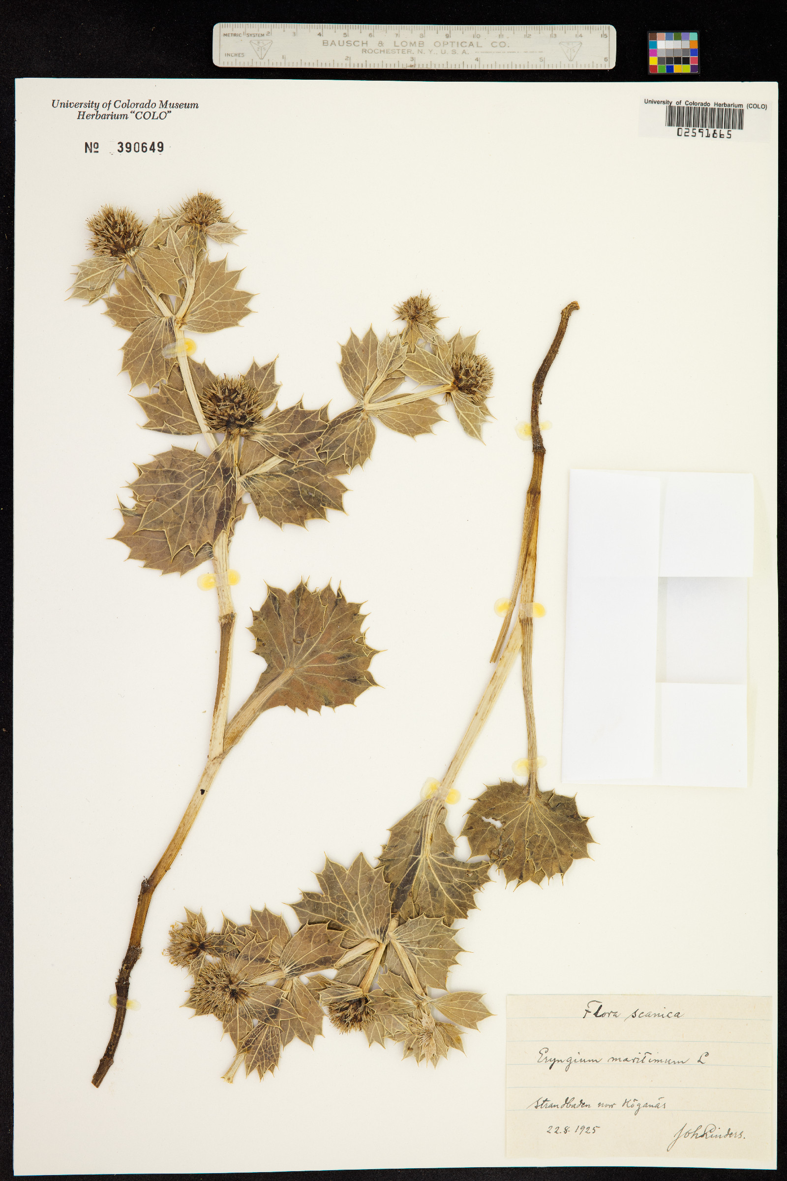 Eryngium maritimum image