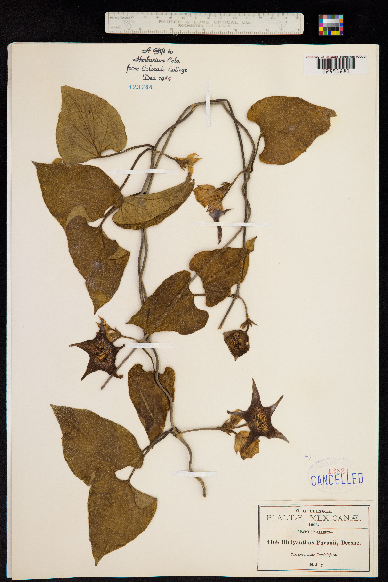Dictyanthus pavonii image