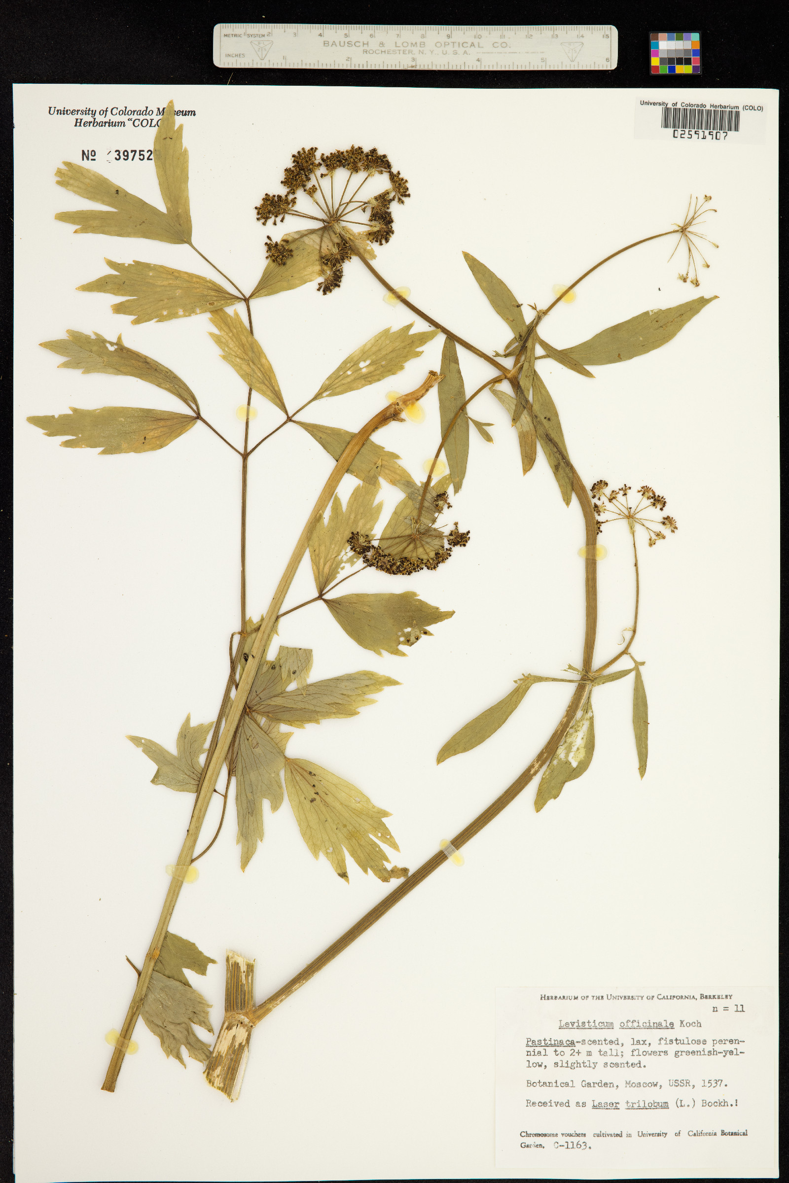 Levisticum officinale image