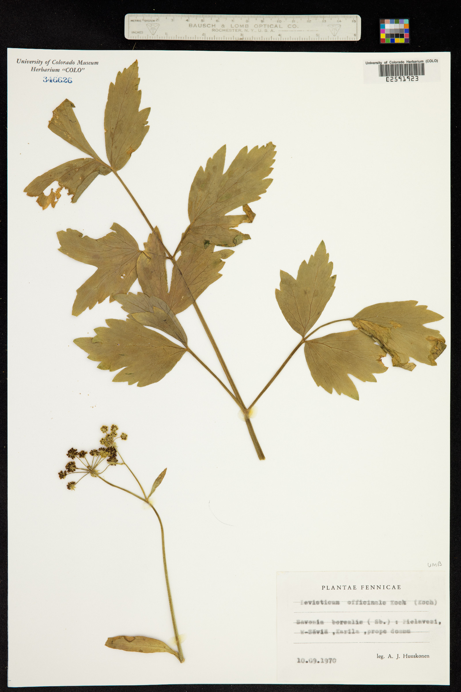 Levisticum officinale image