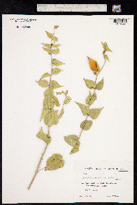 Vincetoxicum pumilum image
