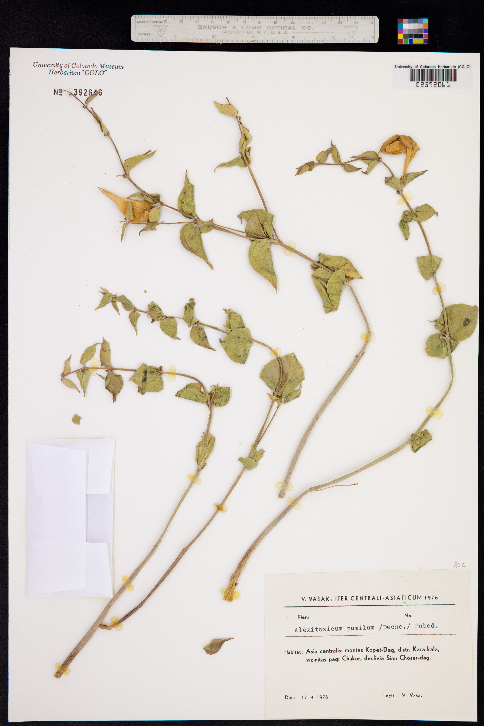 Vincetoxicum pumilum image