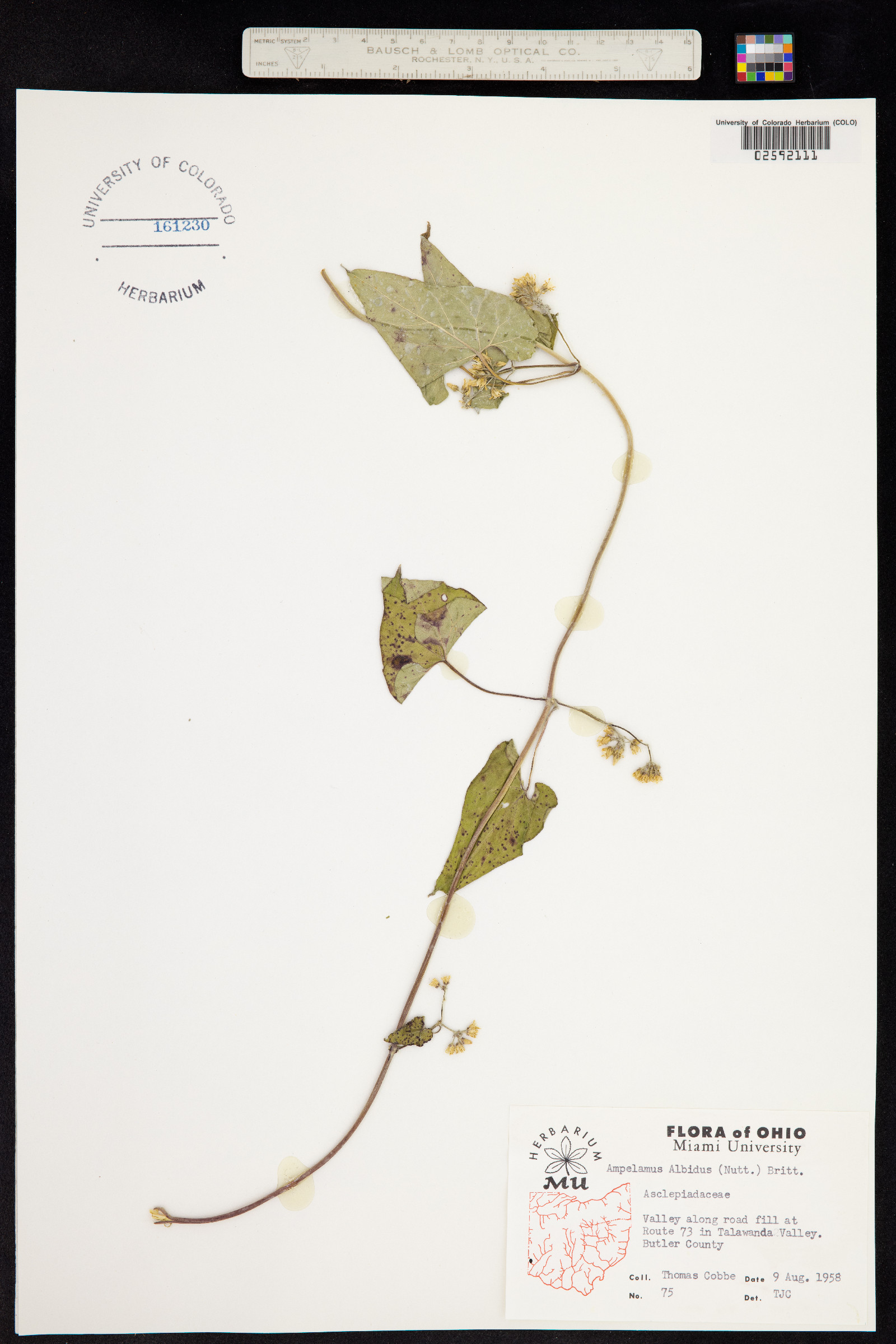 Cynanchum laeve image