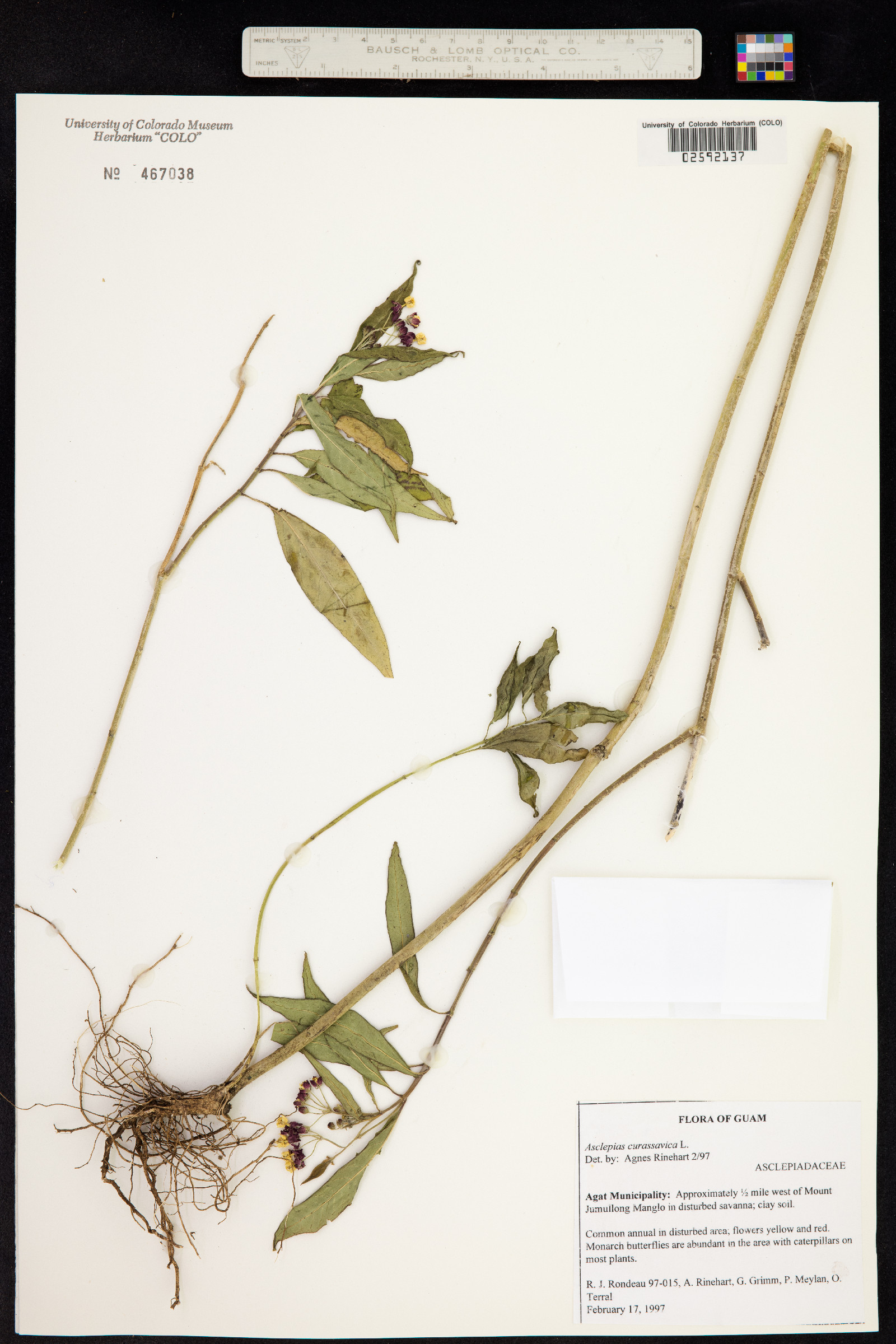 Asclepias curassavica image