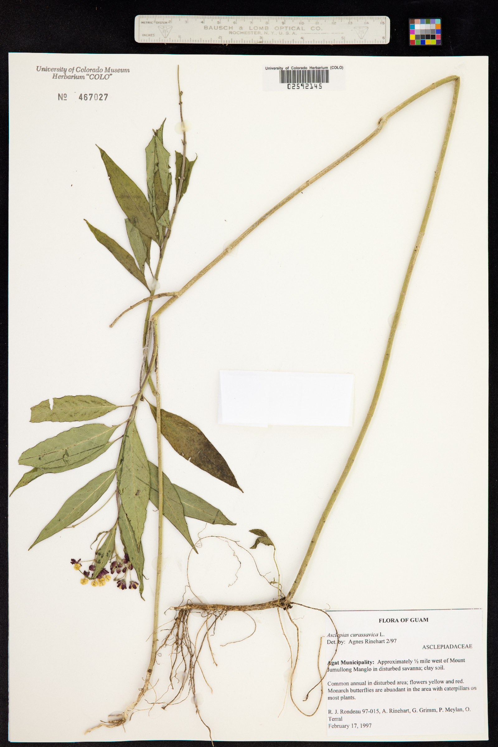 Asclepias curassavica image