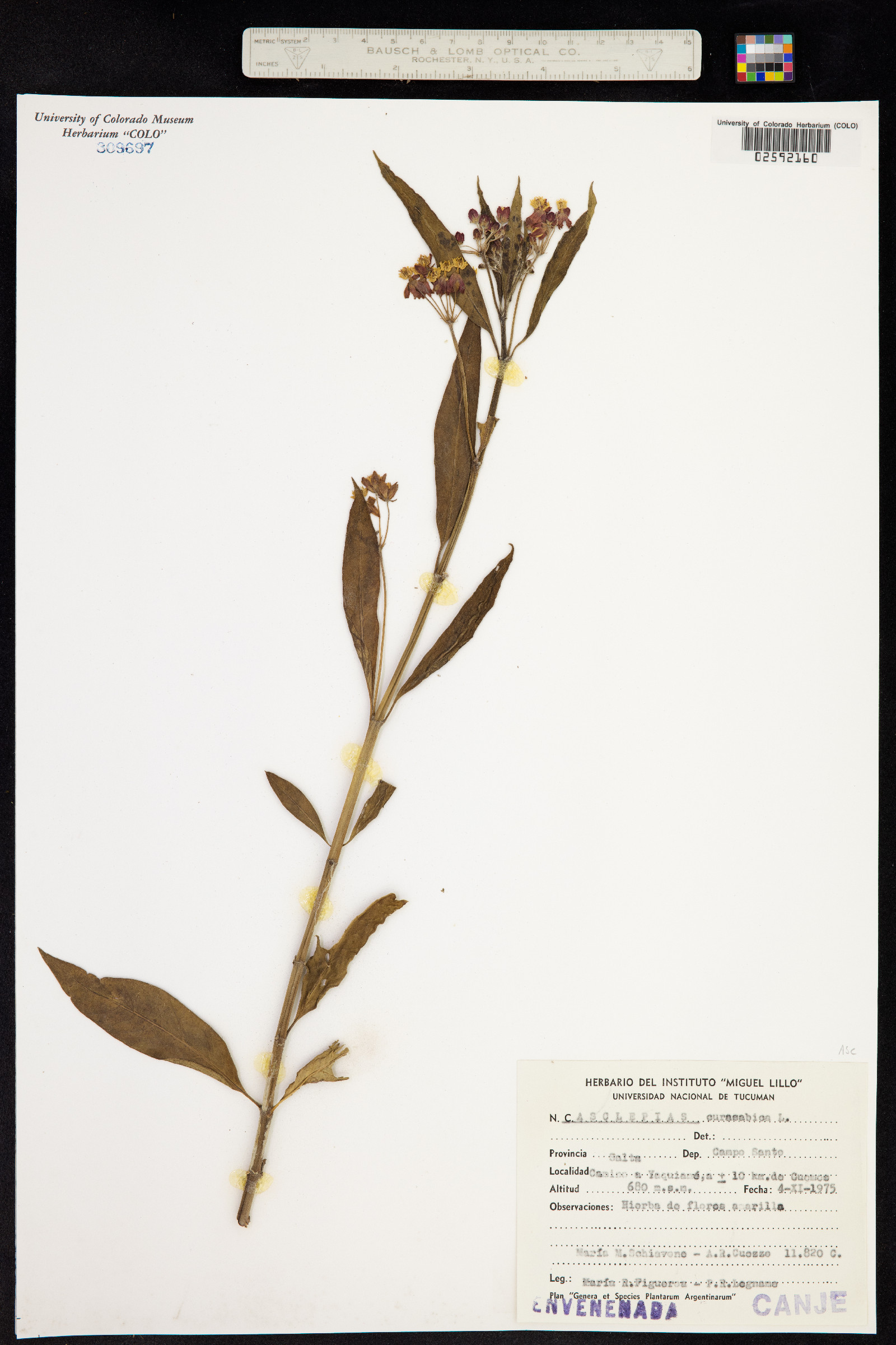 Asclepias curassavica image