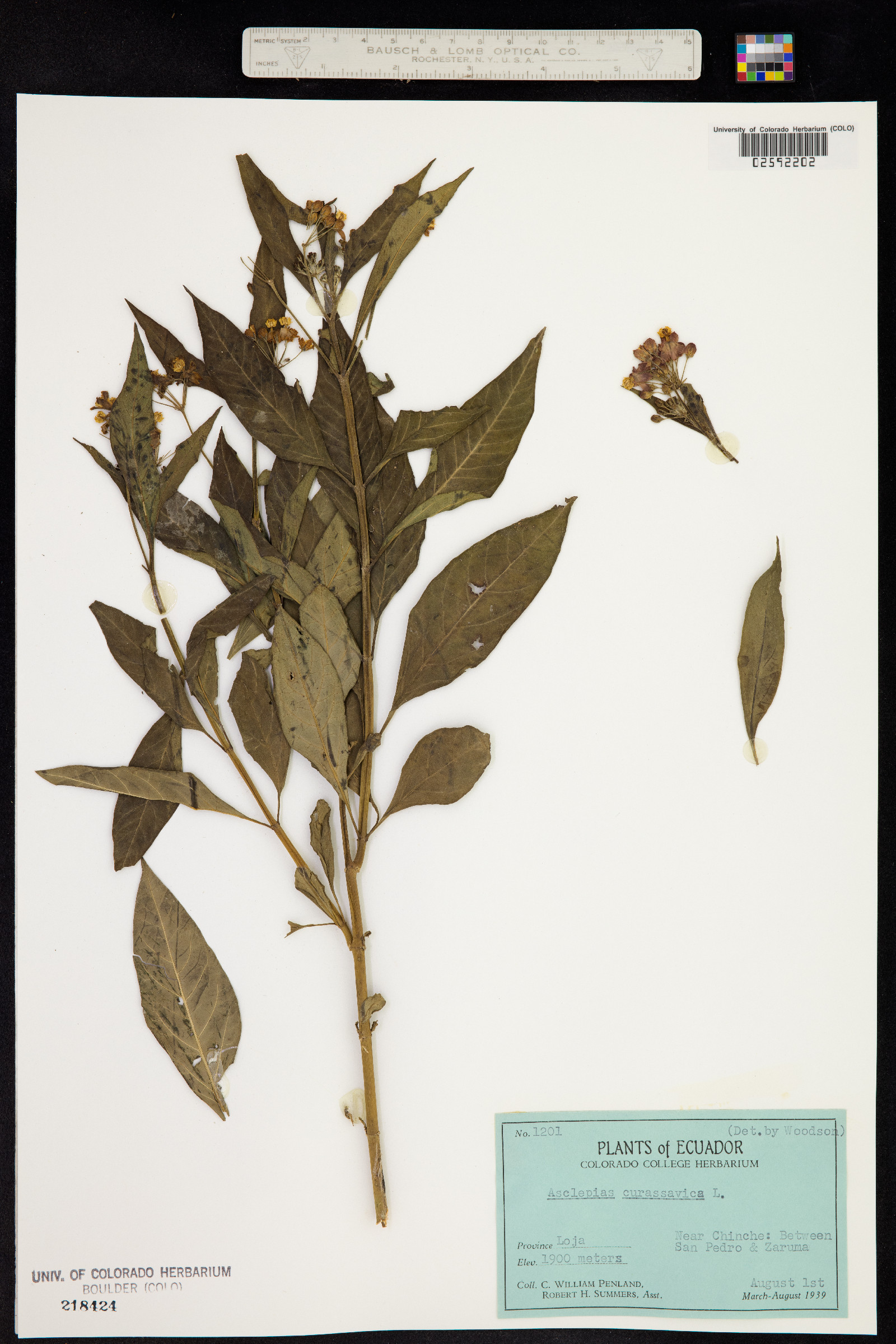 Asclepias curassavica image