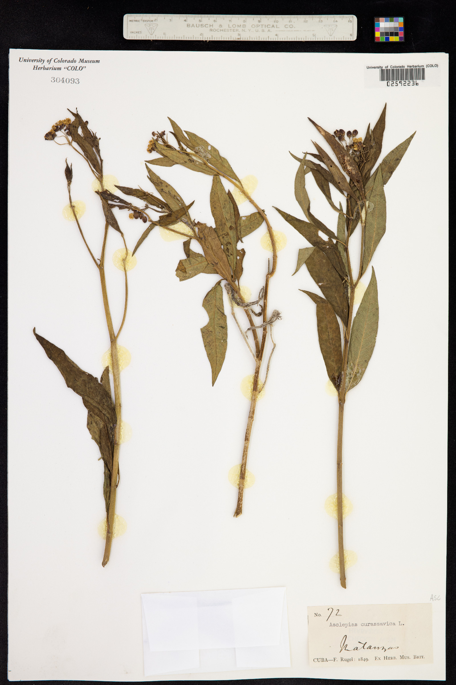 Asclepias curassavica image