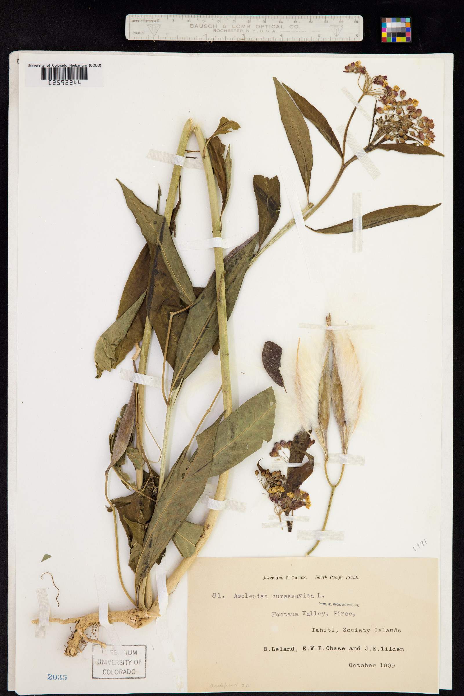 Asclepias curassavica image