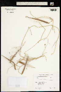 Cynanchum acutum image