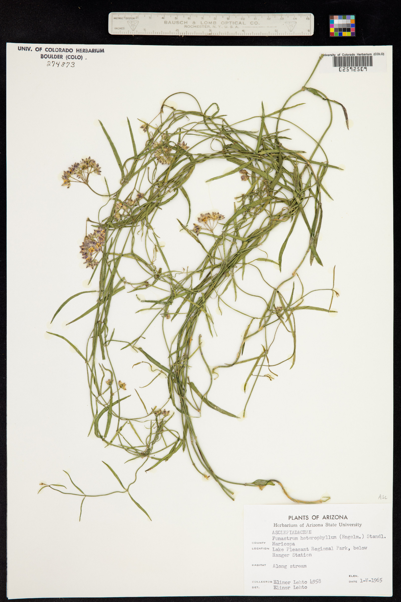 Funastrum crispum image