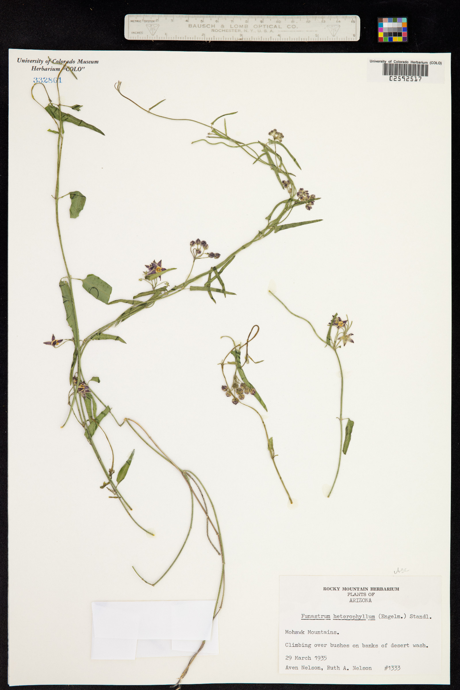 Funastrum crispum image