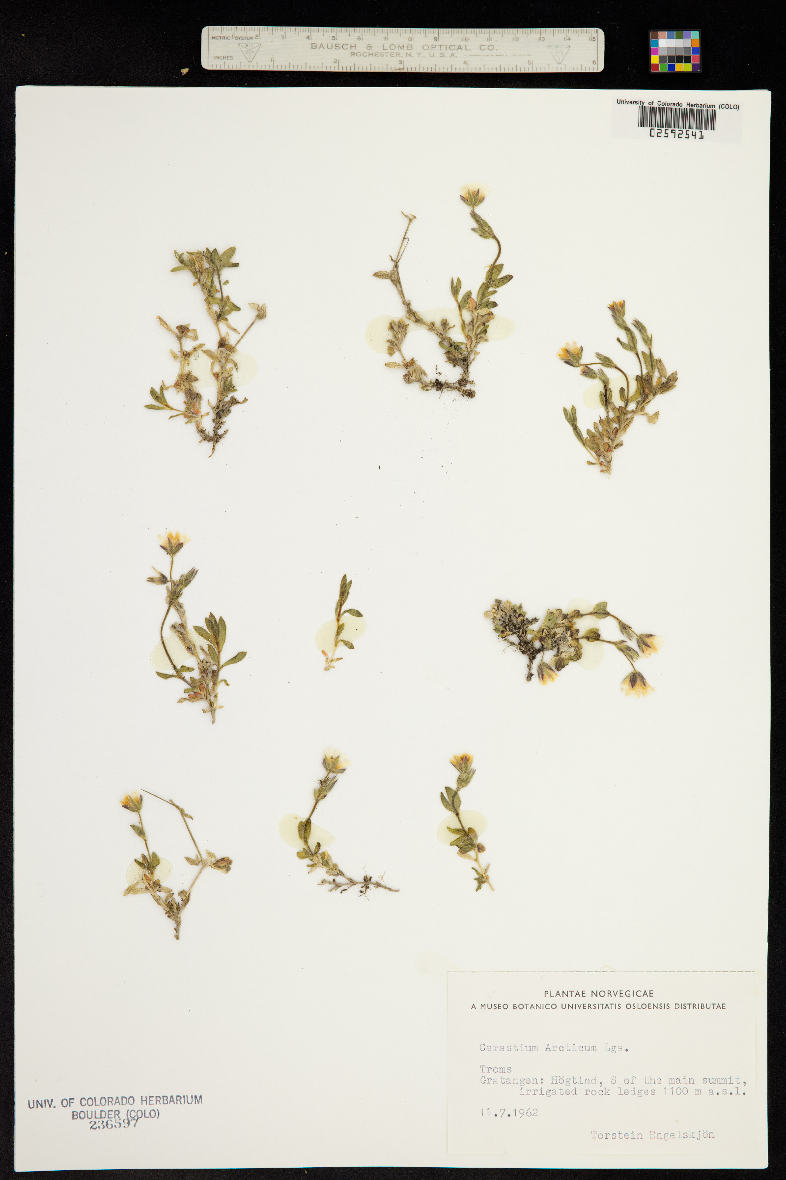 Cerastium arcticum image