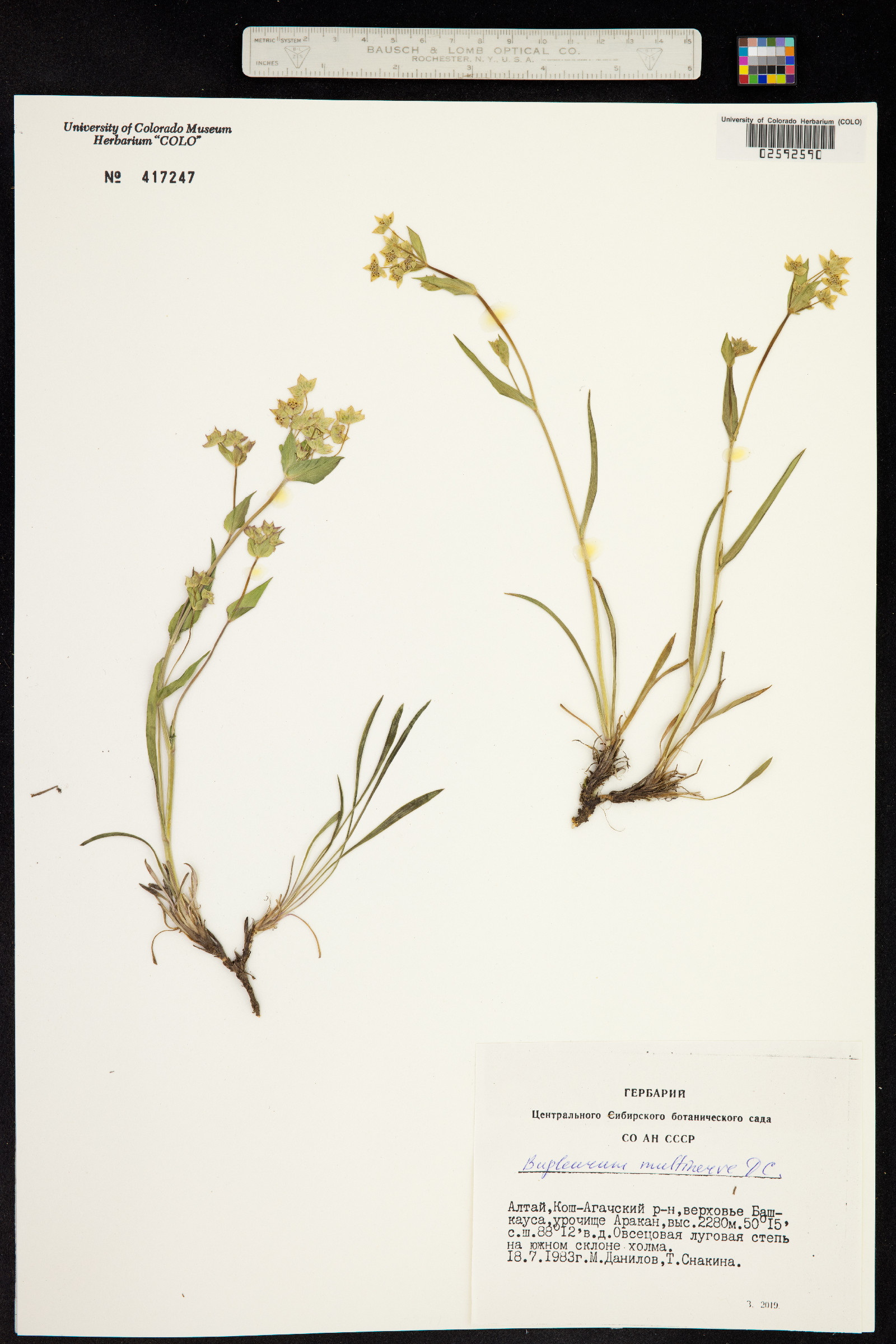 Bupleurum multinerve image