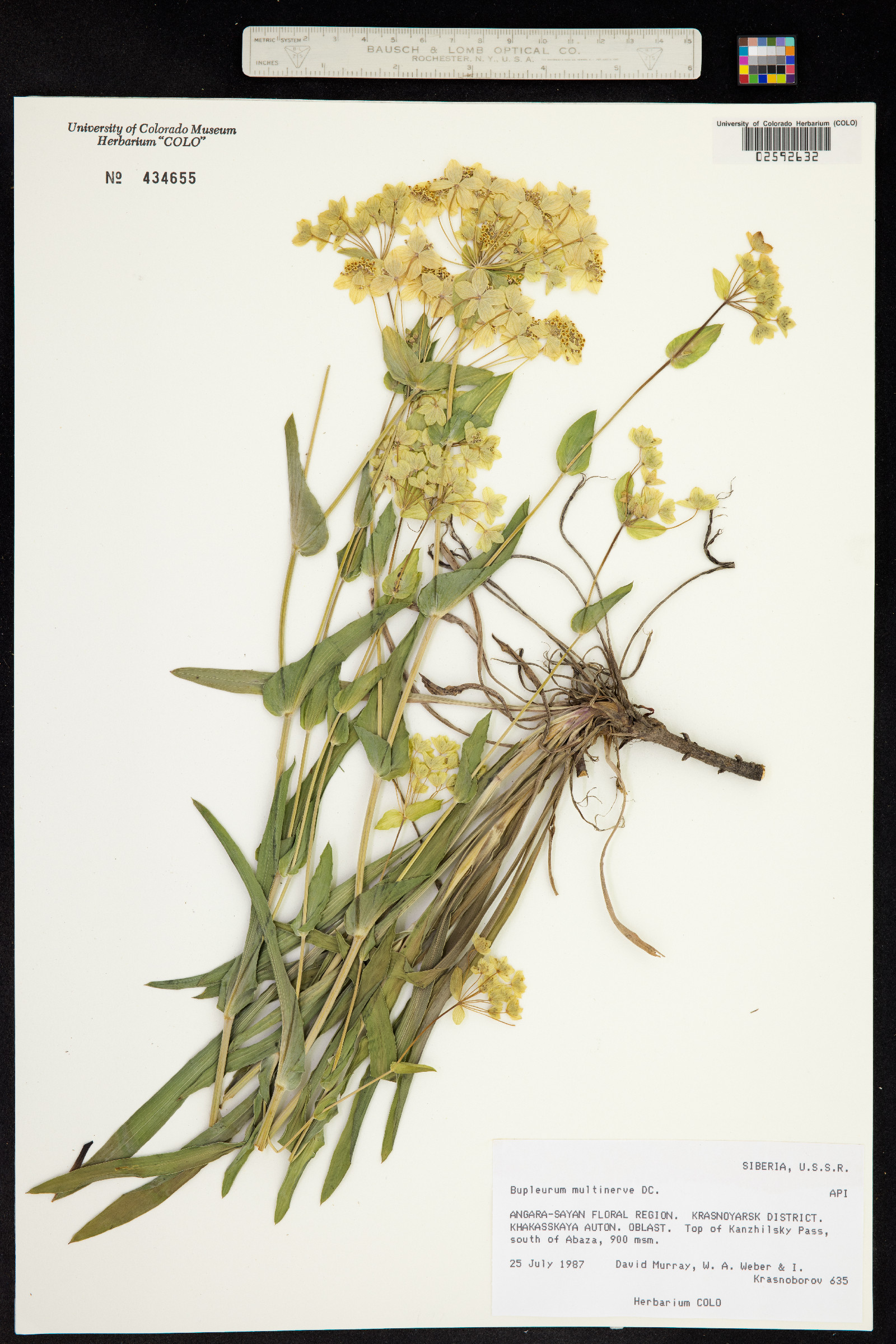 Bupleurum multinerve image