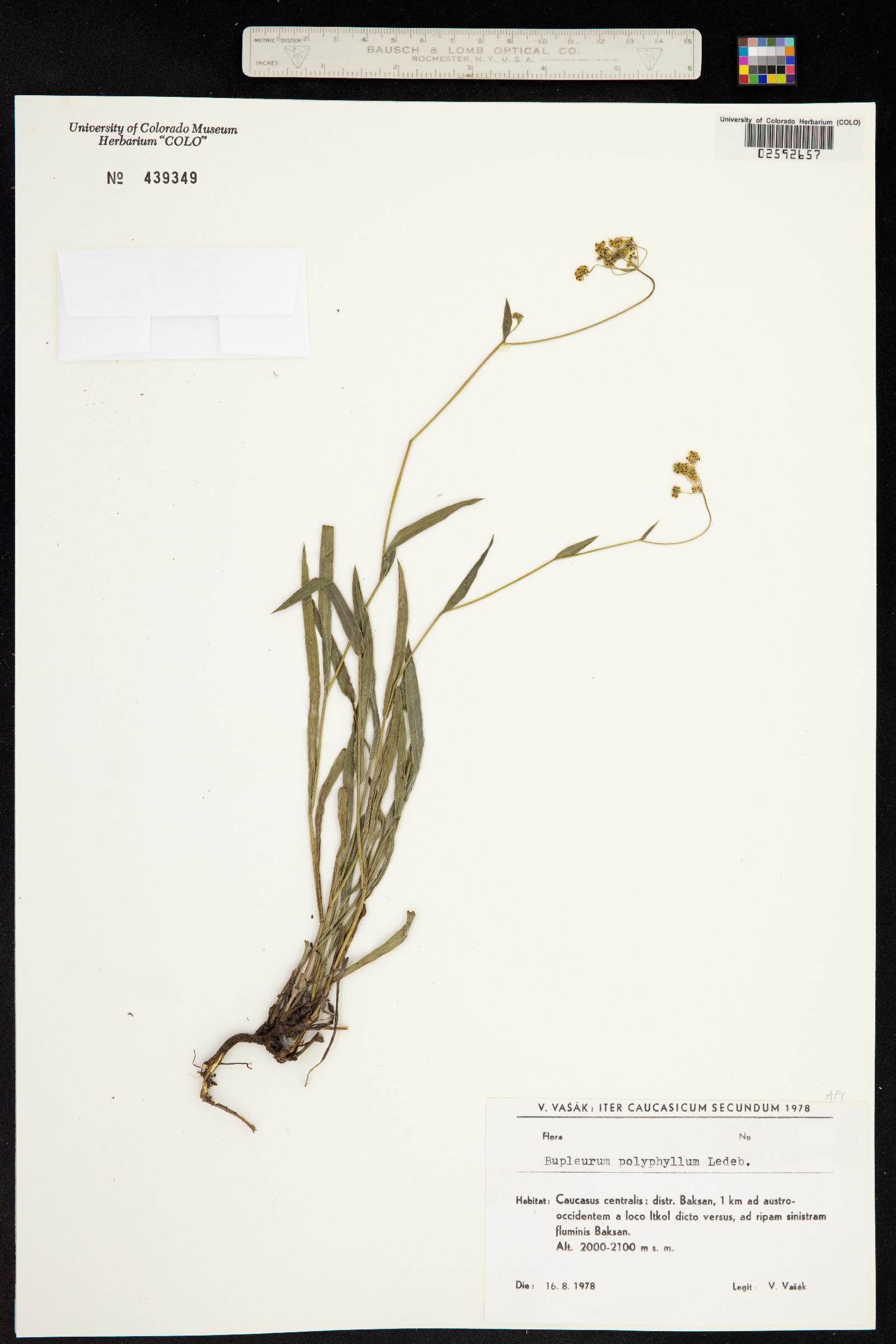 Bupleurum polyphyllum image