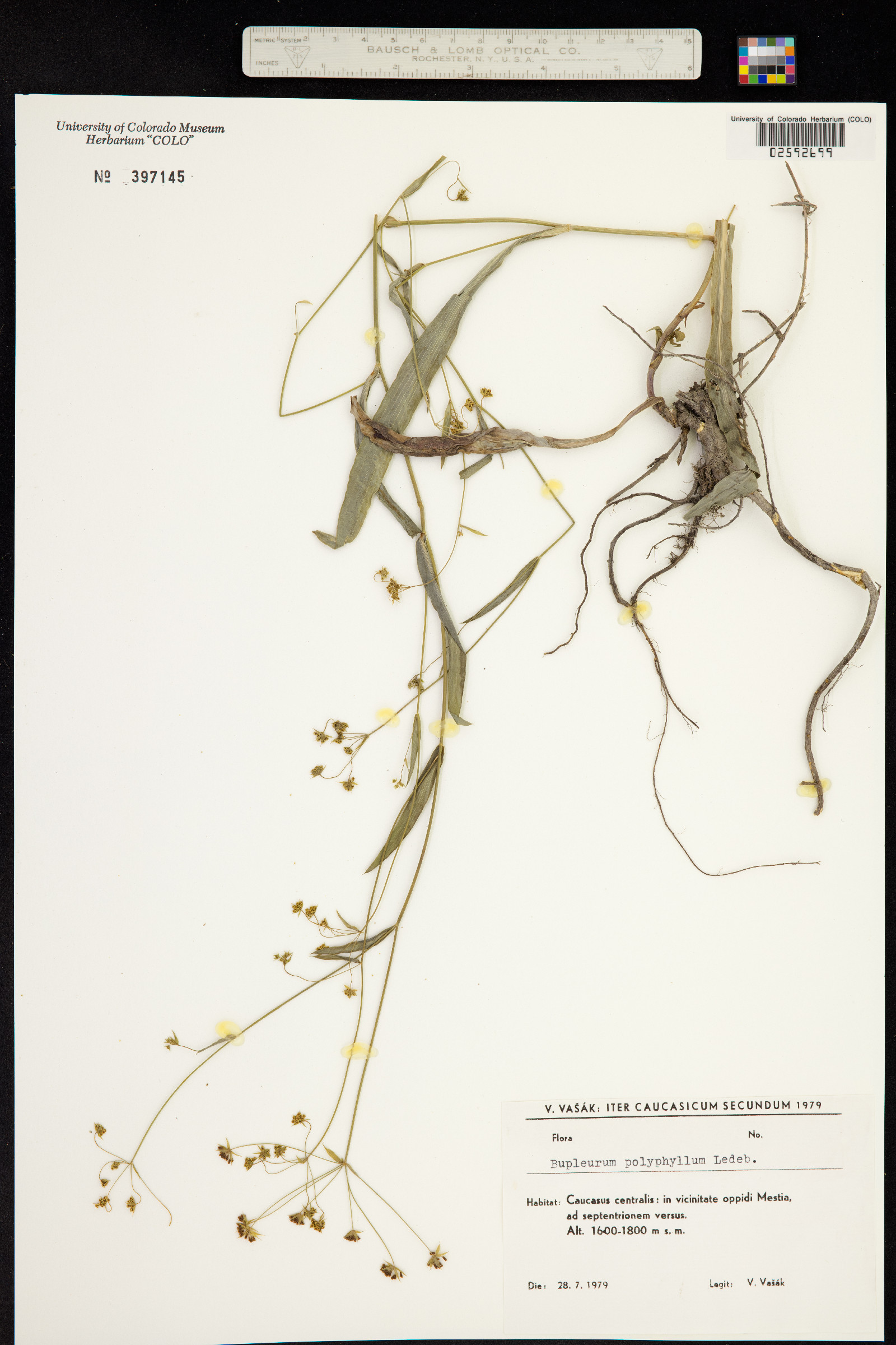 Bupleurum polyphyllum image