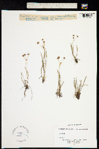 Bupleurum ranunculoides image