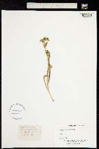 Bupleurum ranunculoides image