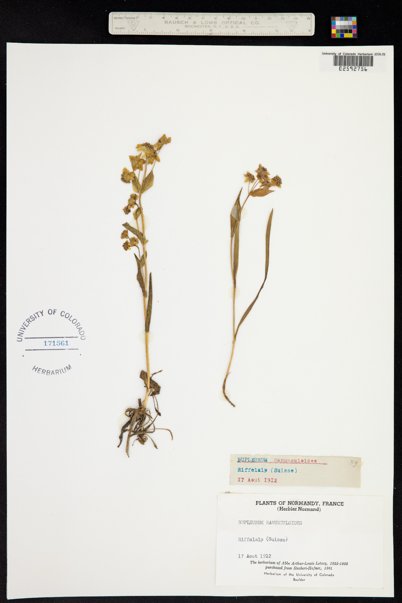 Bupleurum ranunculoides image