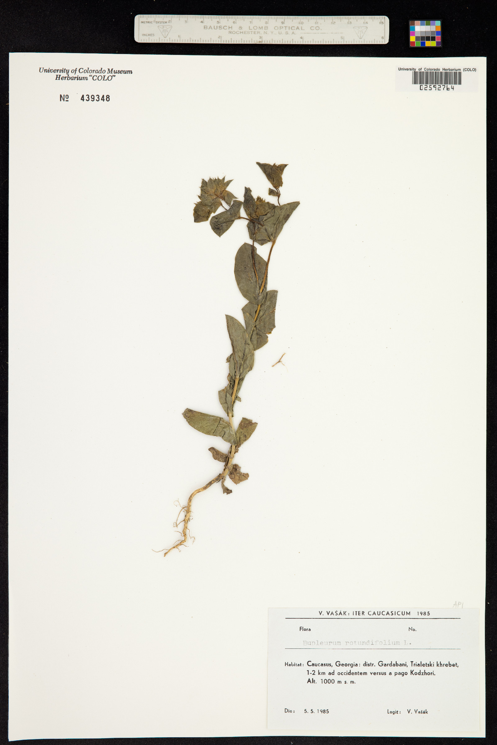 Bupleurum rotundifolium image
