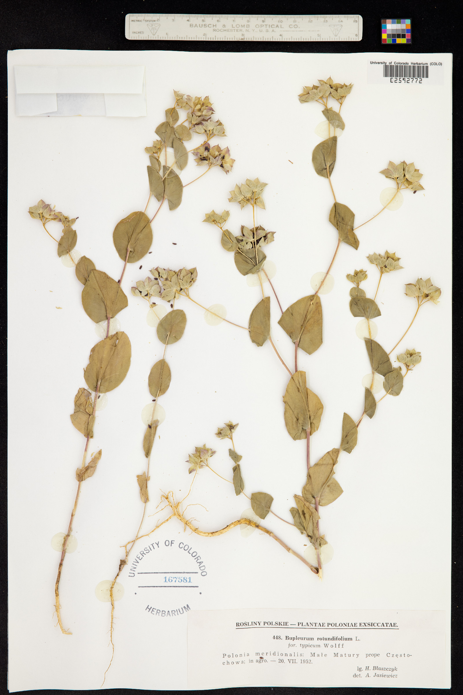 Bupleurum rotundifolium image
