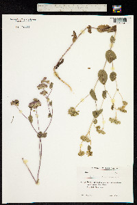 Image of Bupleurum rotundifolium