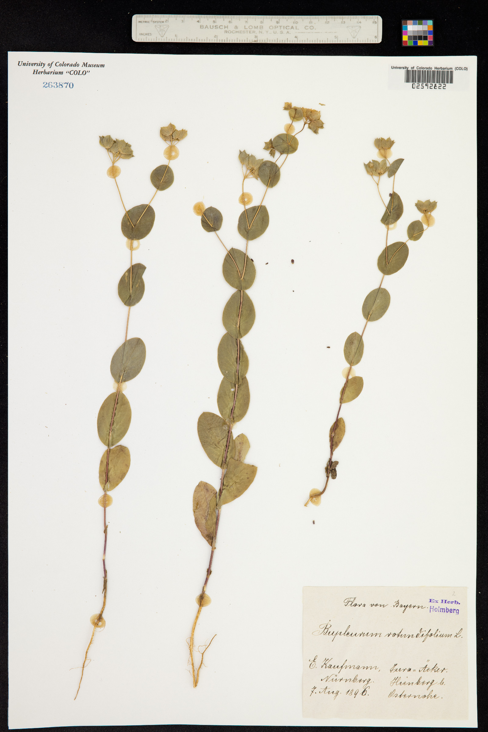 Bupleurum rotundifolium image