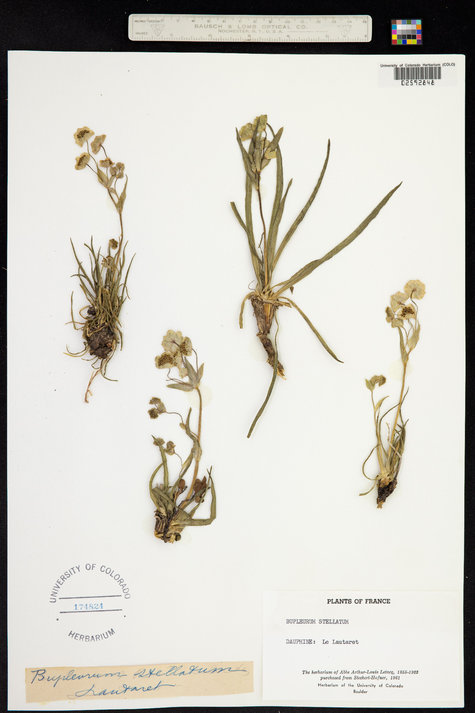 Bupleurum stellatum image