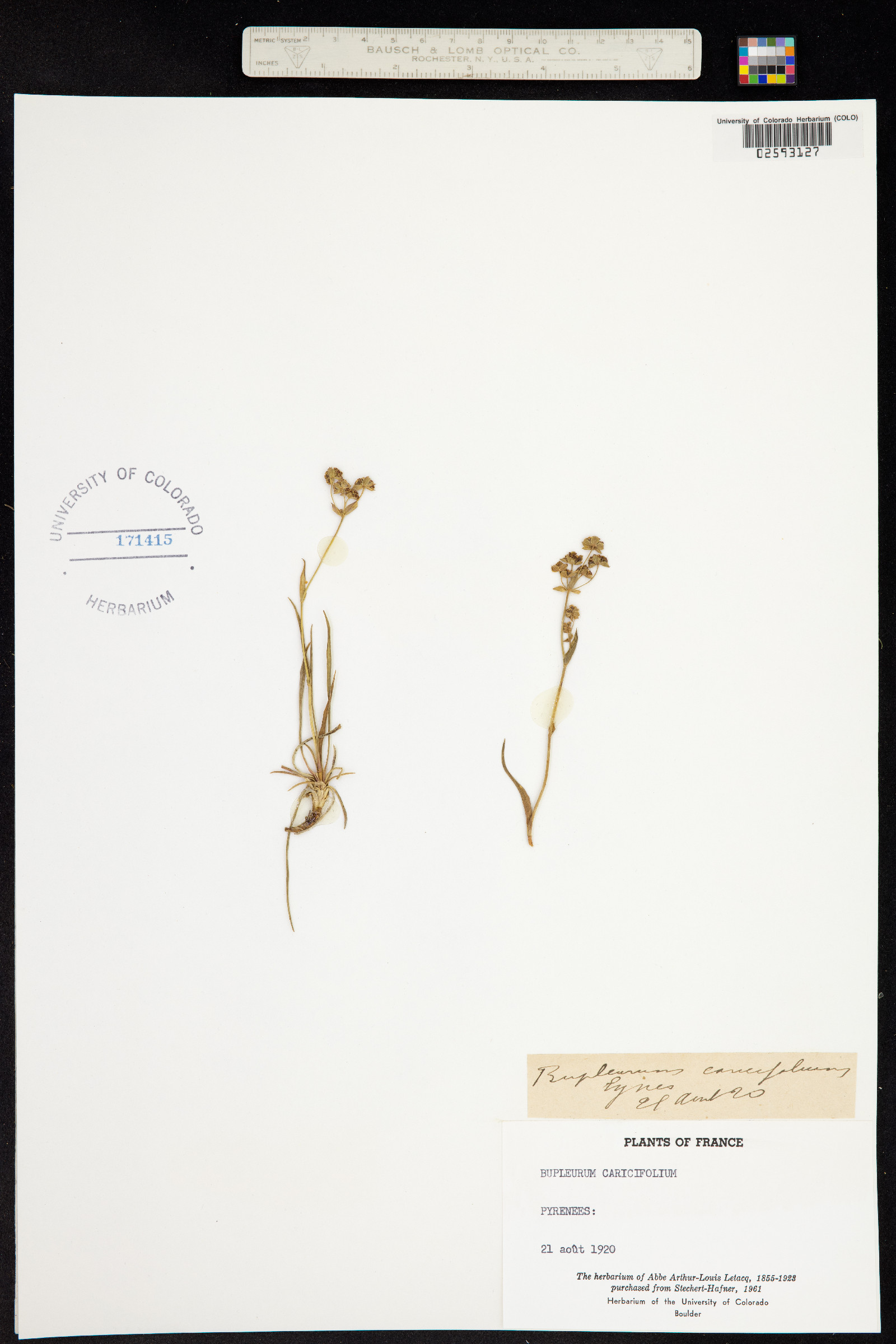Bupleurum ranunculoides subsp. ranunculoides image