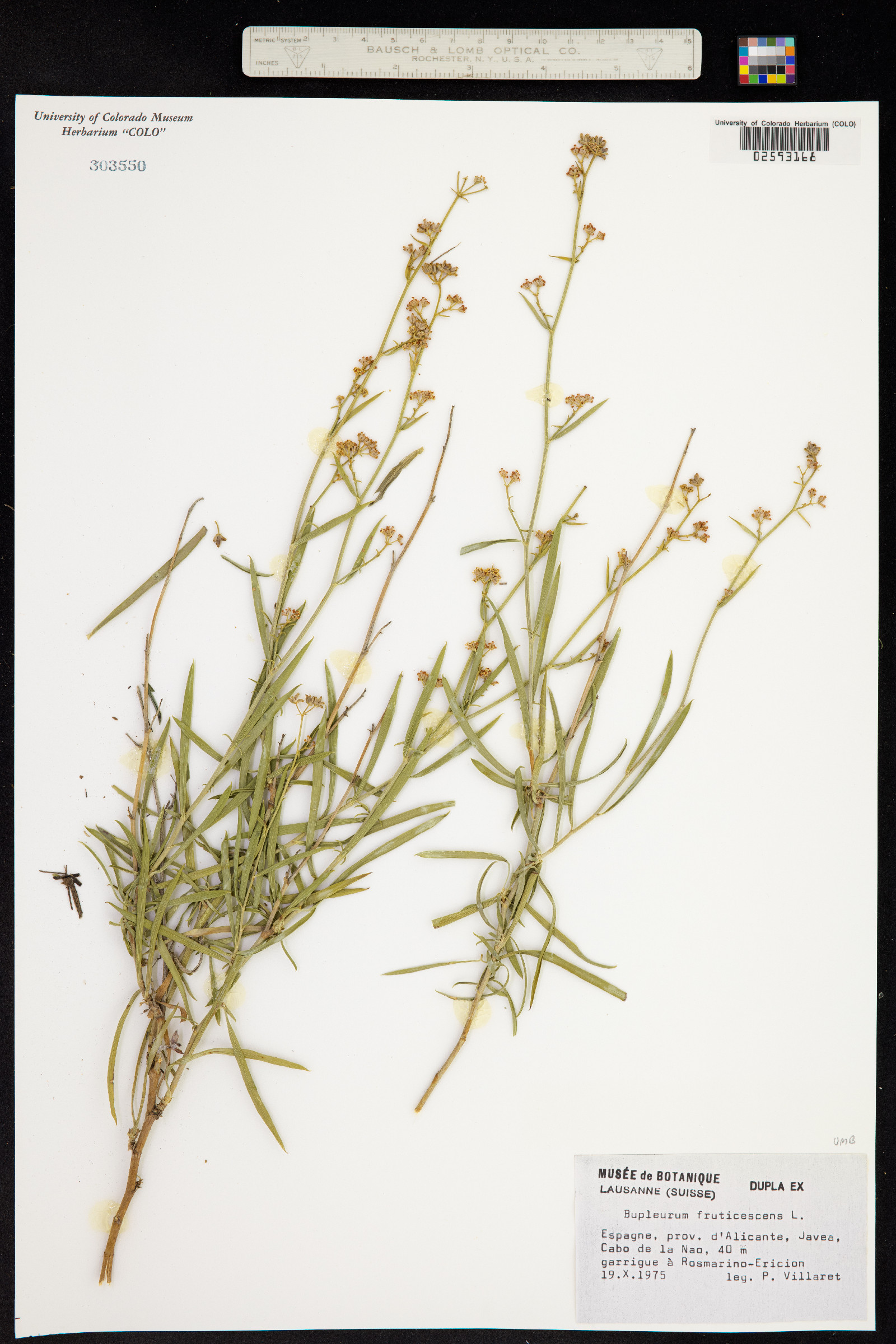 Bupleurum fruticescens image