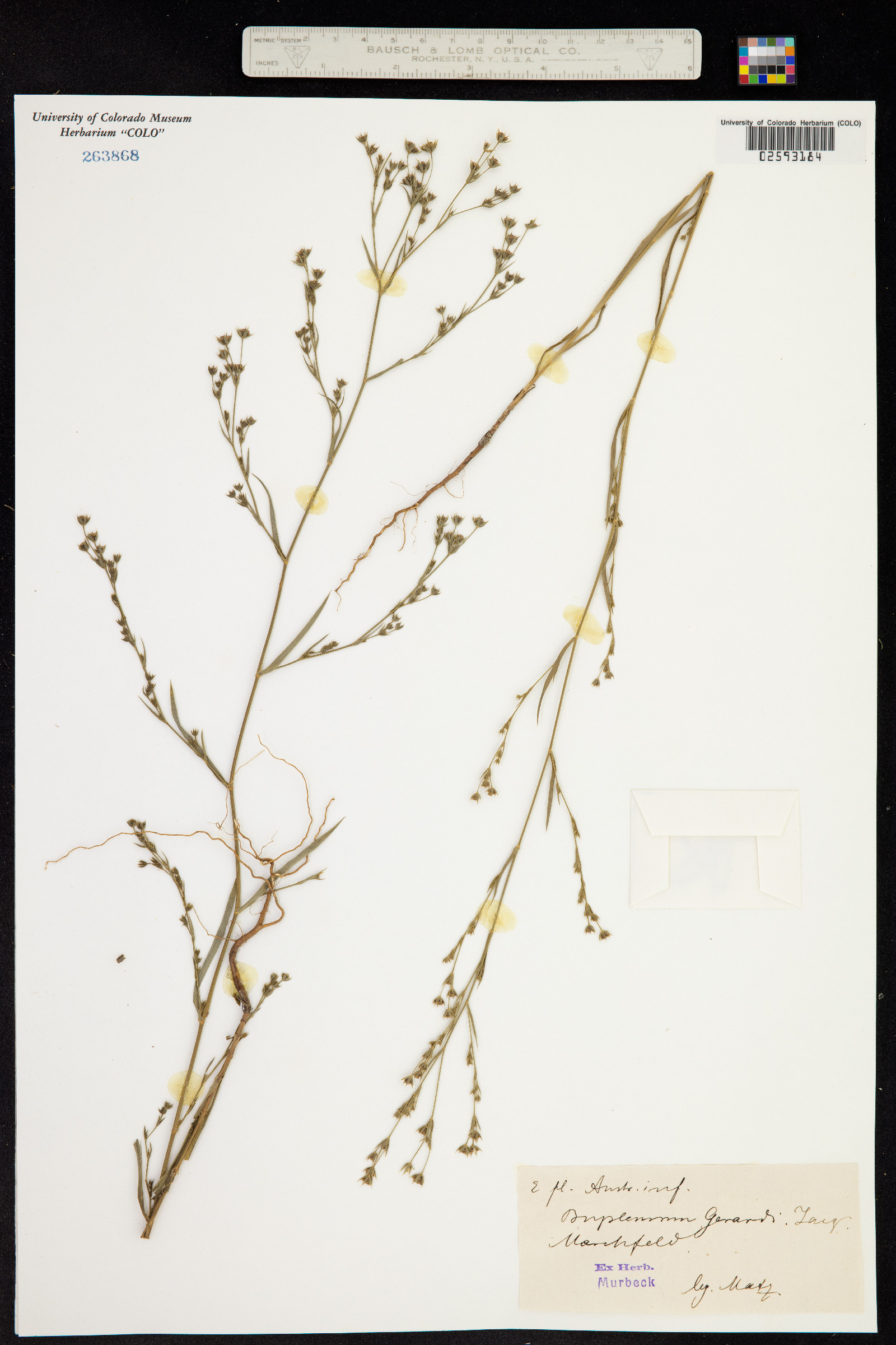 Bupleurum gerardii image
