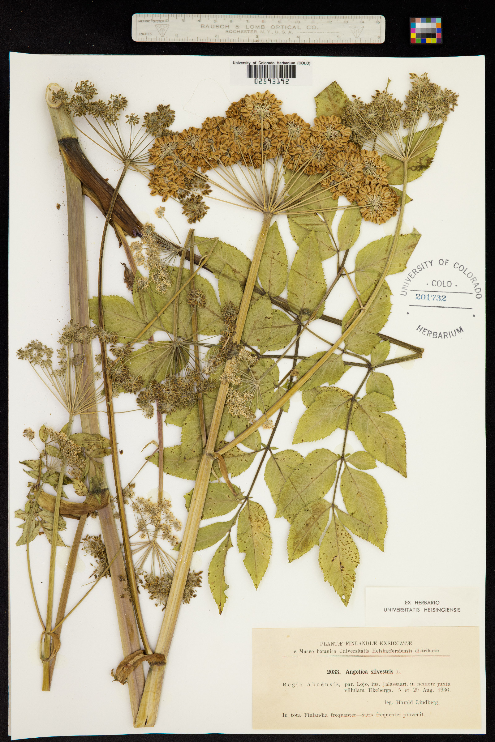 Angelica image