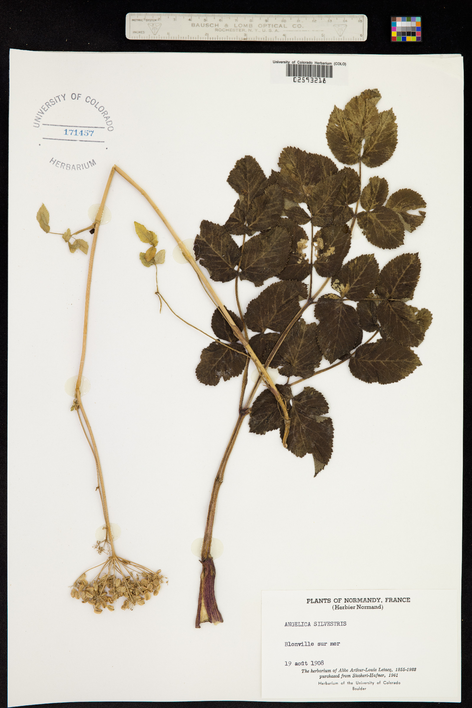 Angelica sylvestris image