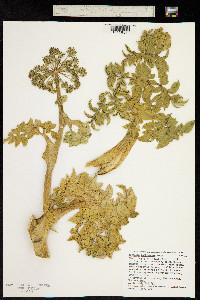 Image of Angelica pachycarpa