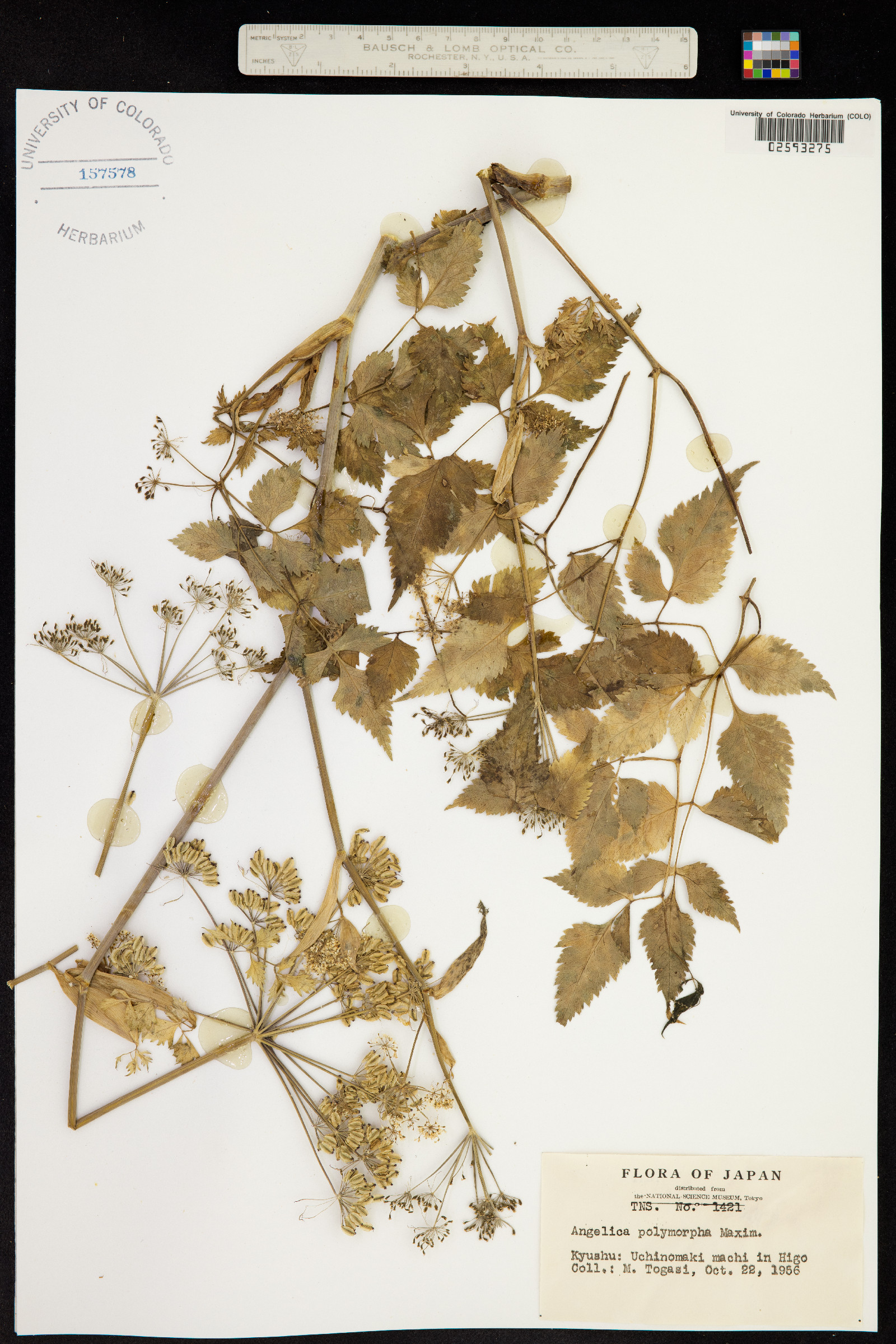 Angelica polymorpha image
