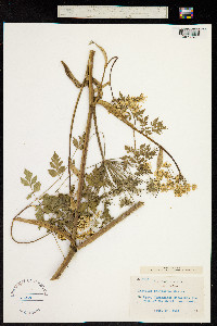 Image of Angelica polymorpha