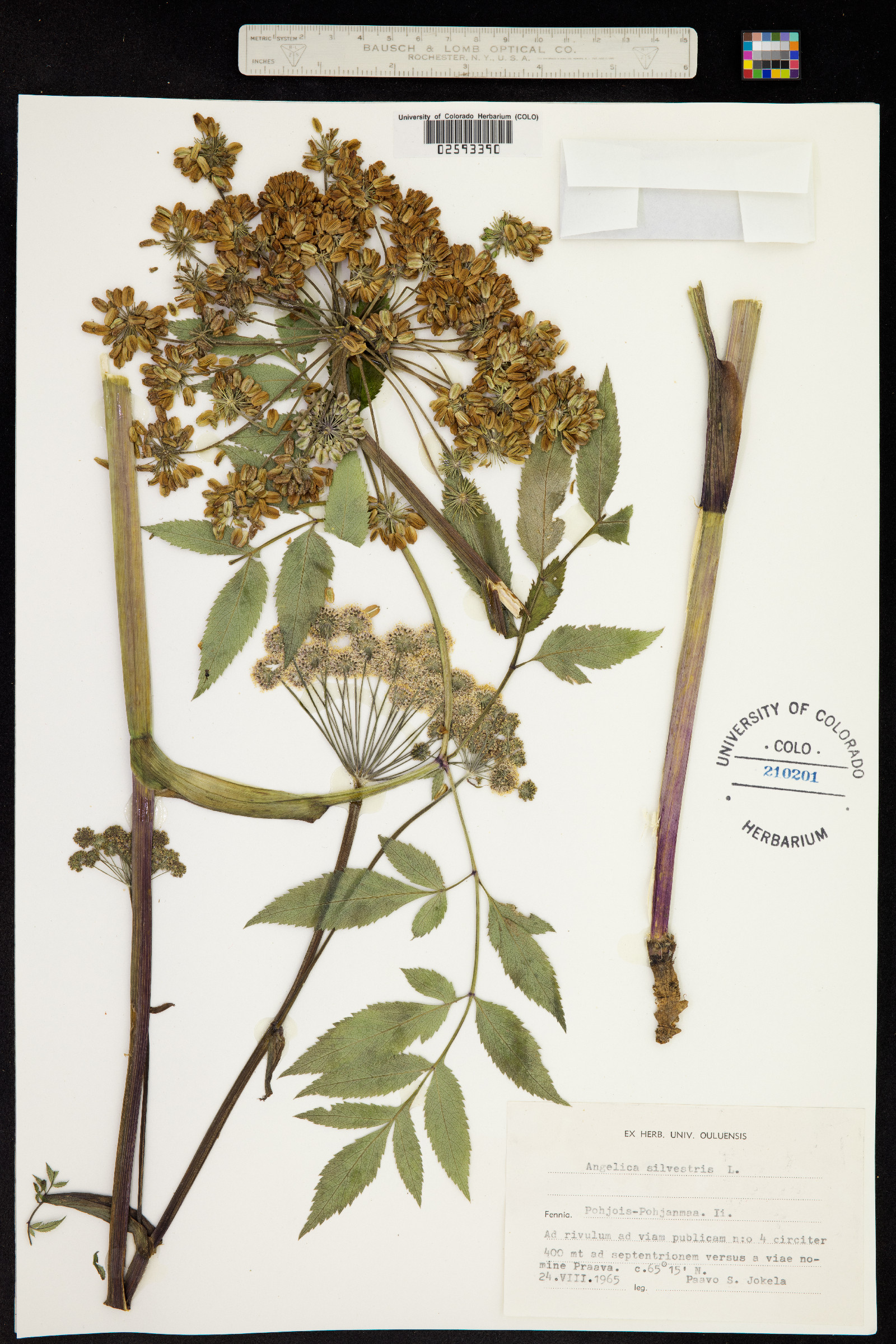 Angelica sylvestris image