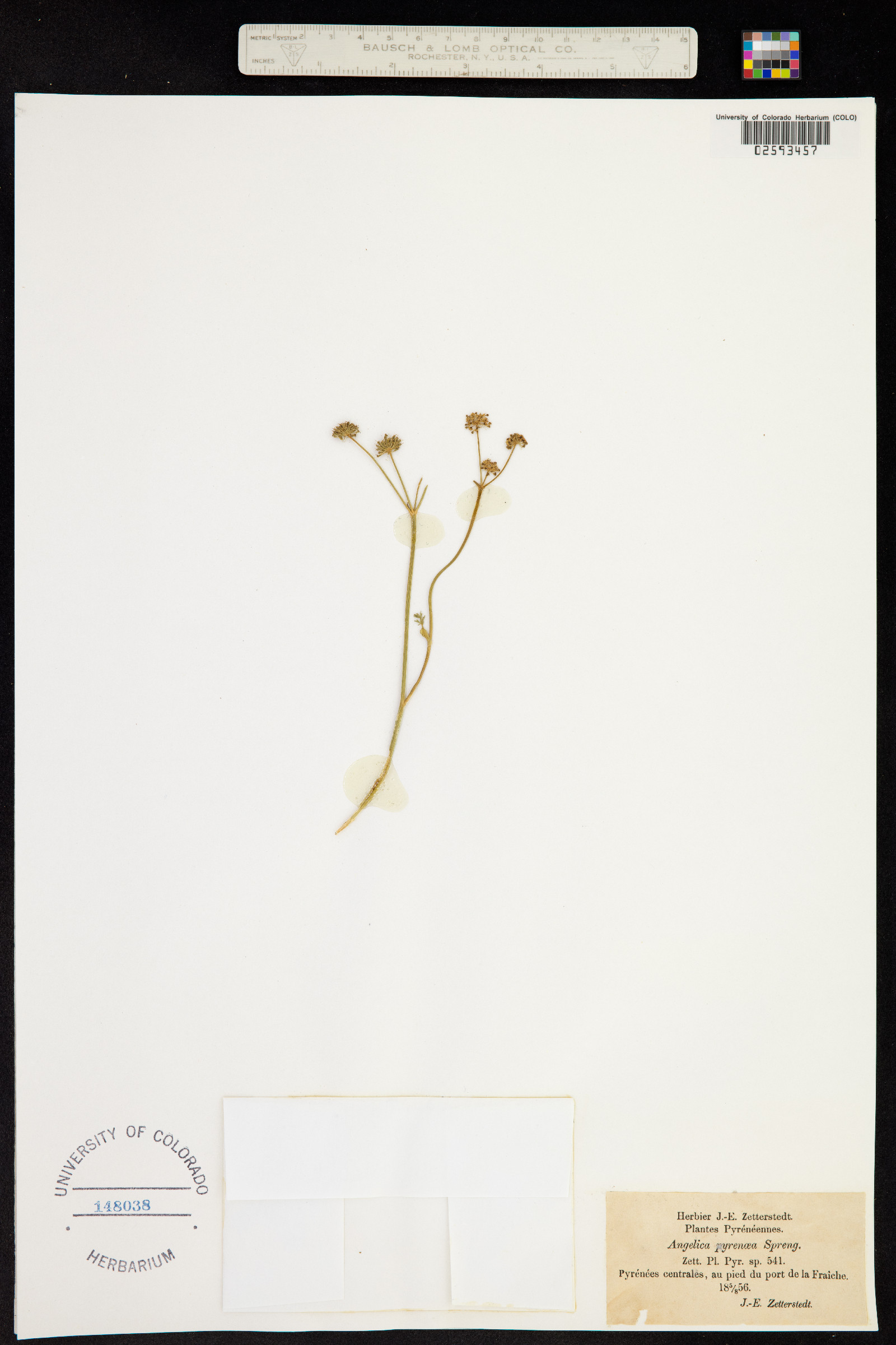 Epikeros pyrenaeus image