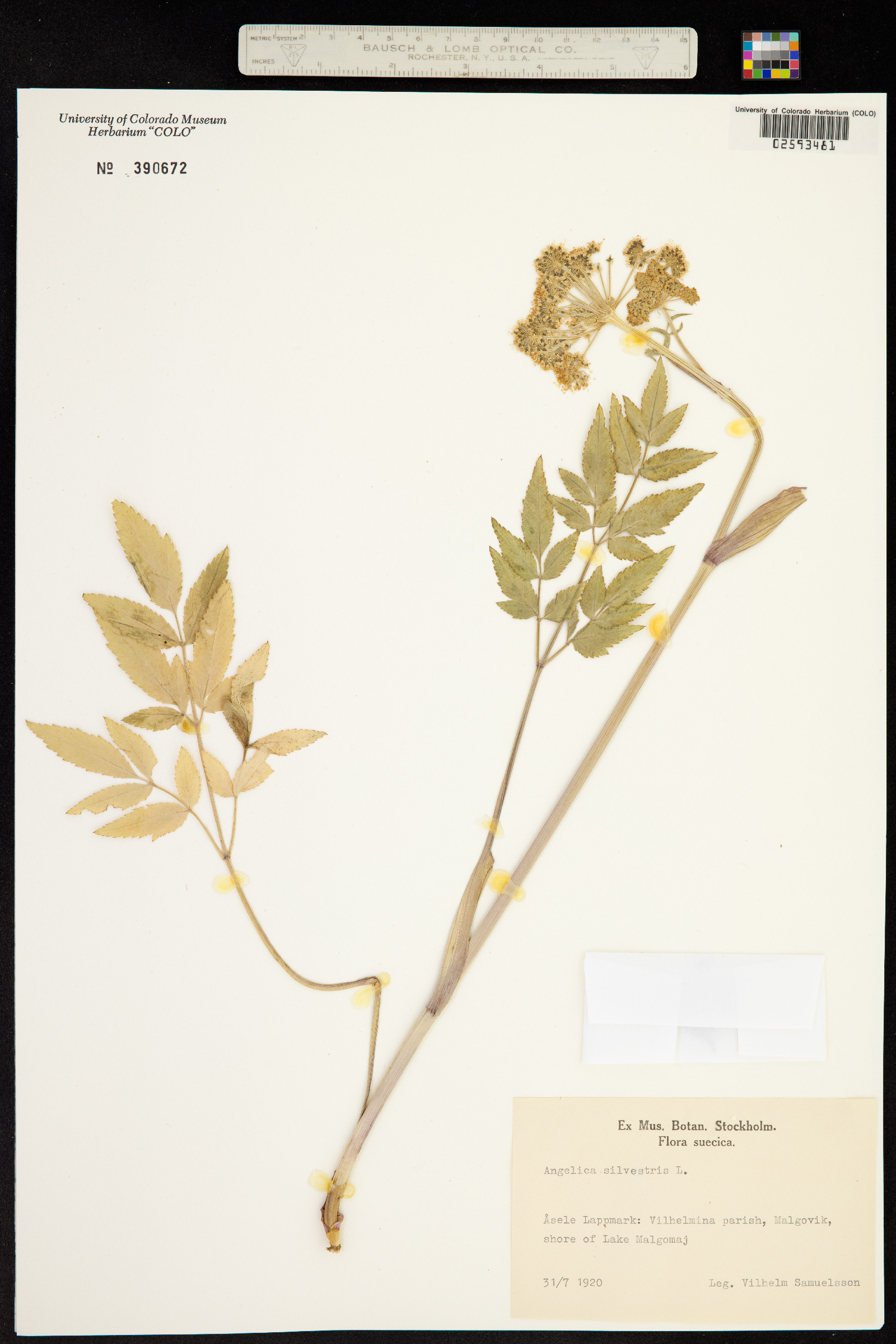 Angelica sylvestris image