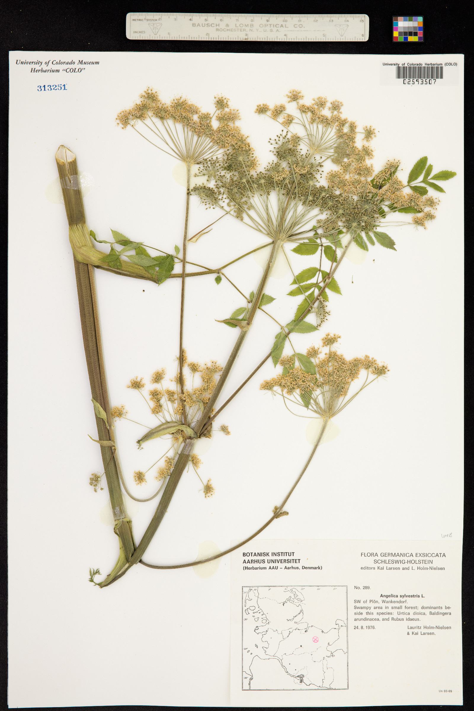 Angelica sylvestris image