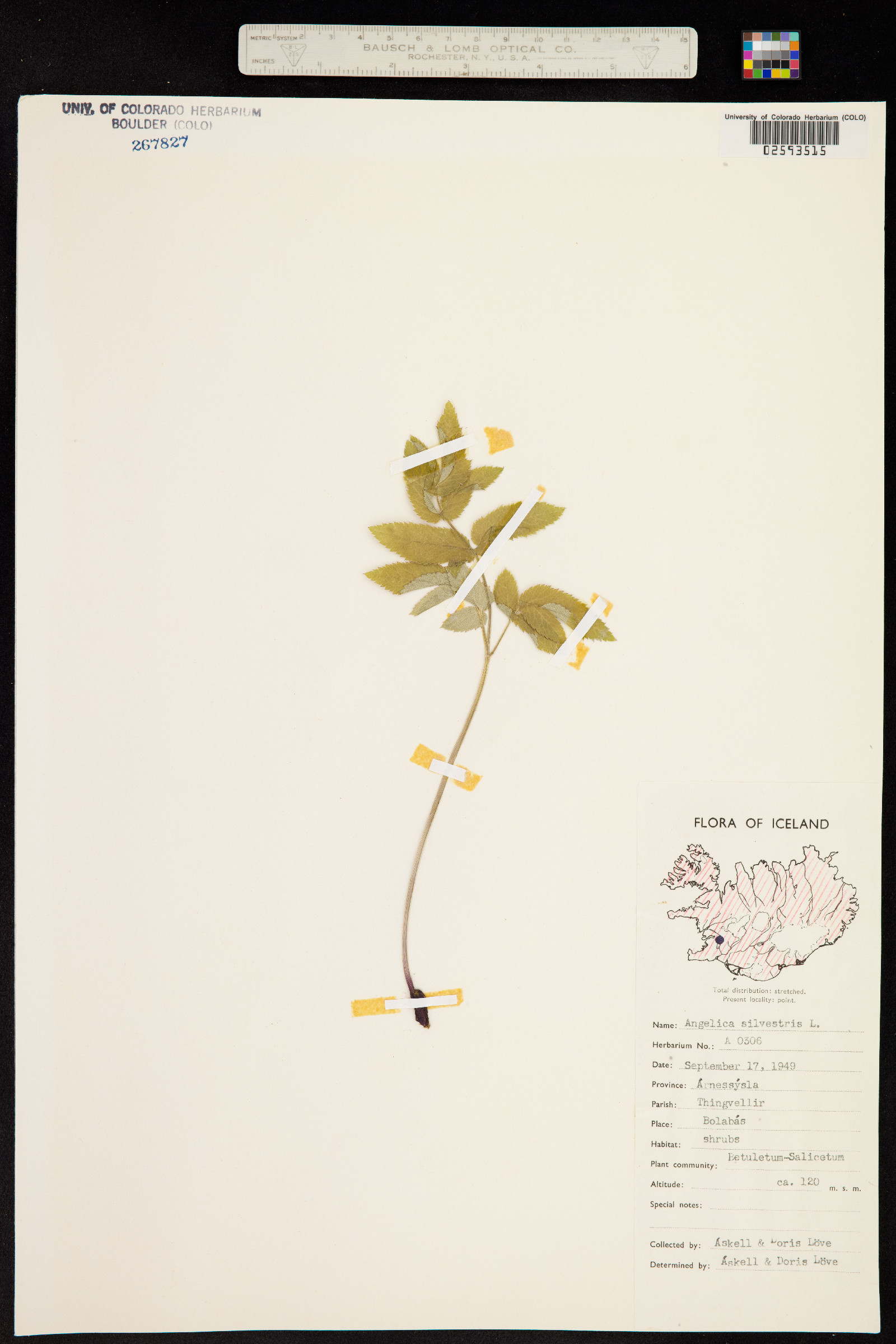 Angelica sylvestris image
