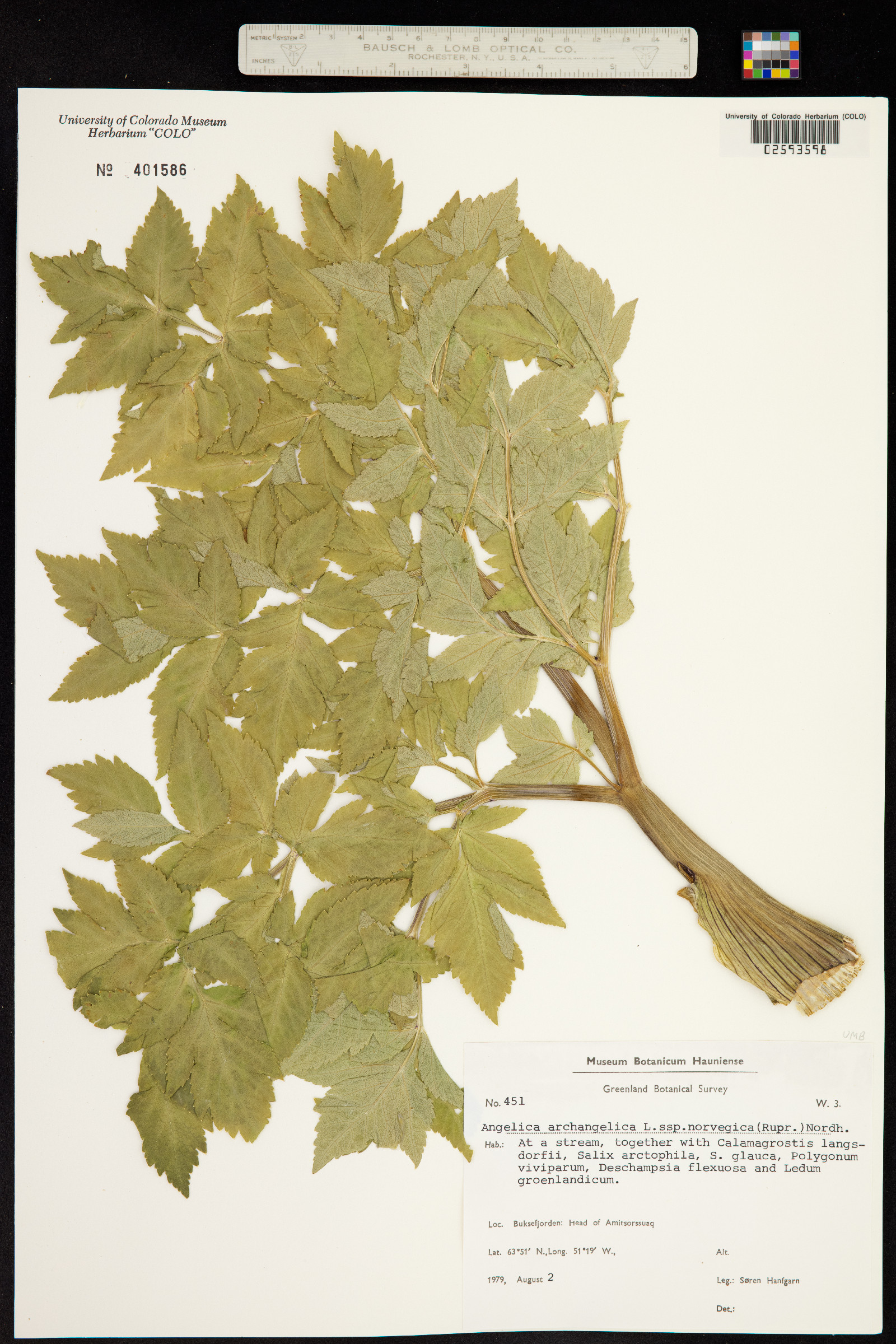 Angelica archangelica image